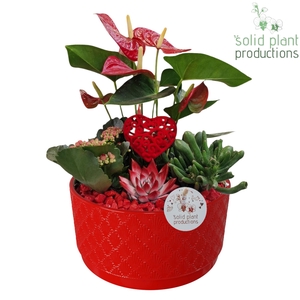 AE004 Stella Red VM