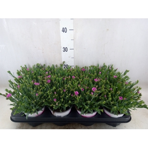 Dianthus  'Pink Kisses'