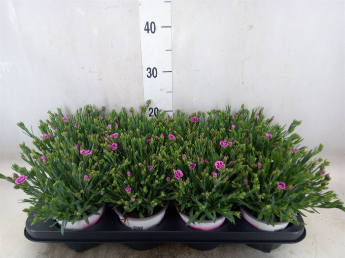<h4>Dianthus  'Pink Kisses'</h4>