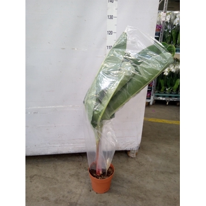 Musa  'Dwarf Cavendish'
