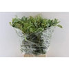 Euca Populus Young Berry 300 Gram