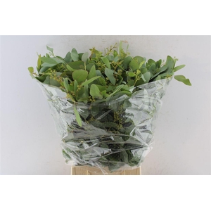 Euca Populus Young Berry 300 Gram