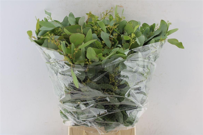 <h4>Euca Populus Young Berry 300 Gram</h4>