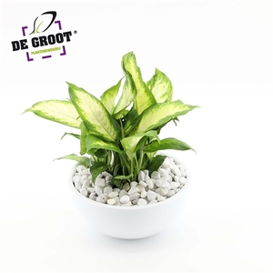 Arrangement Dieffenbachia in schaal