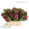 Protea Brenda