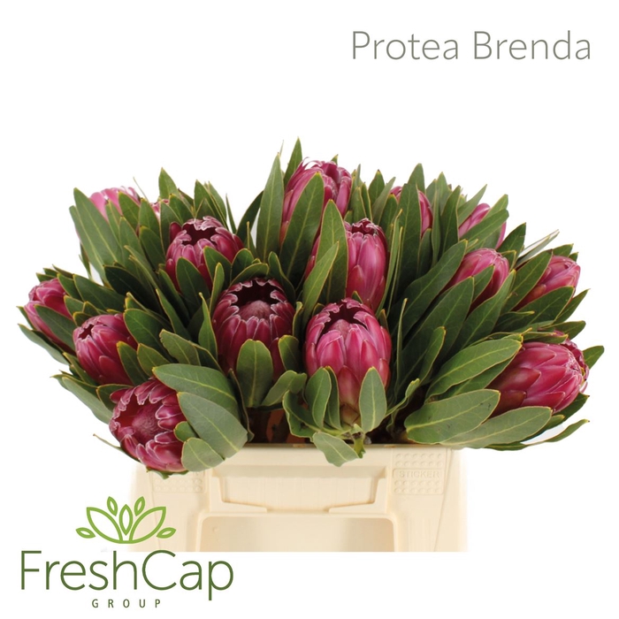 <h4>Protea Brenda</h4>