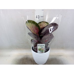 Calathea roseopicta 'Crimson'