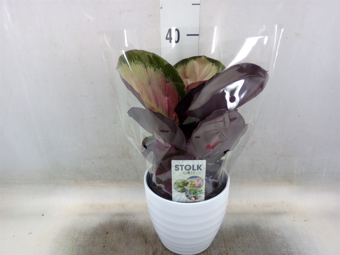 <h4>Calathea roseopicta 'Crimson'</h4>