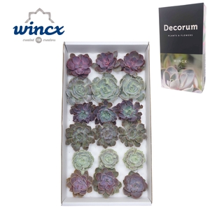 Echeveria Love Mix (wincx) Cutfl ( 6 Spcs) Wincx-8