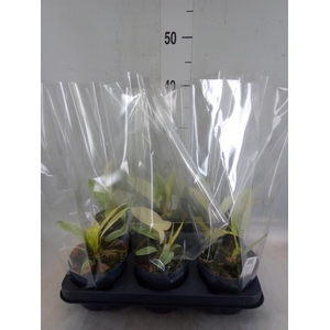 Philodendron  'Florida Ghost'