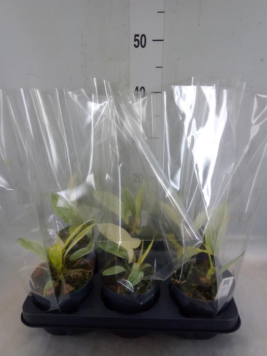 <h4>Philodendron  'Florida Ghost'</h4>