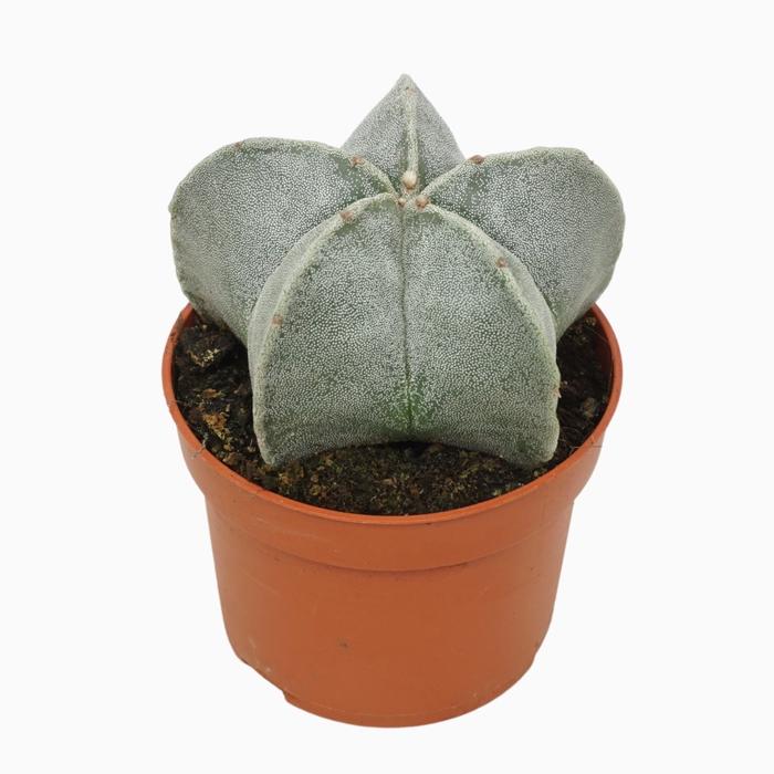 <h4>Astrophytum myriostigma</h4>