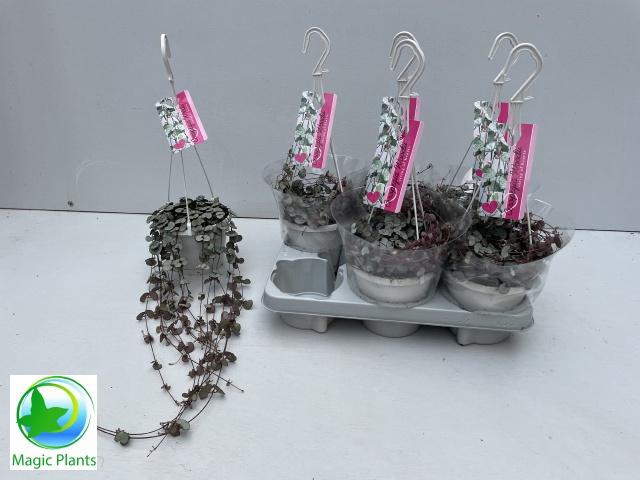 <h4>CEROP WO SILVE GLORY</h4>