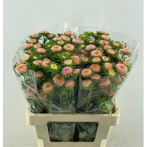 Callistephus Mats Apricot Spray 60cm