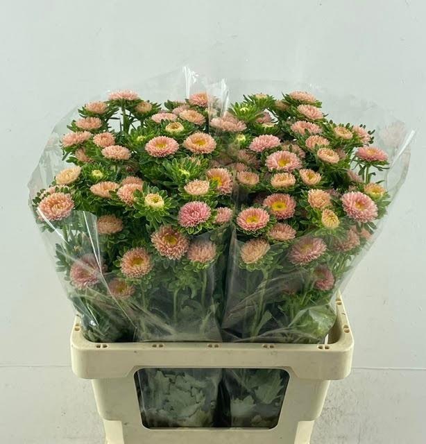 <h4>Callistephus Mats Apricot Spray 60cm</h4>