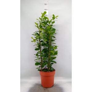 Ficus microcarpa 'Moclame'