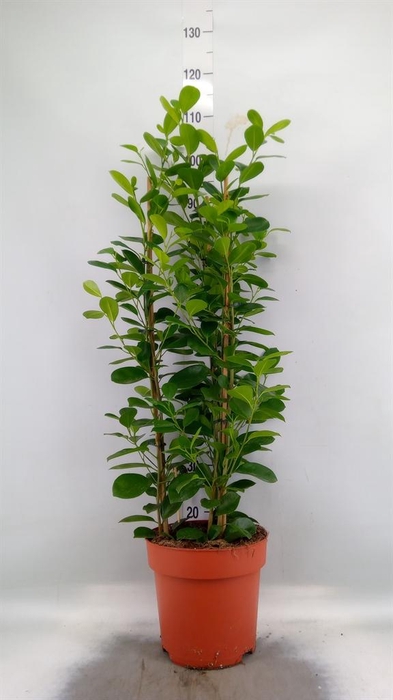 <h4>Ficus microcarpa 'Moclame'</h4>