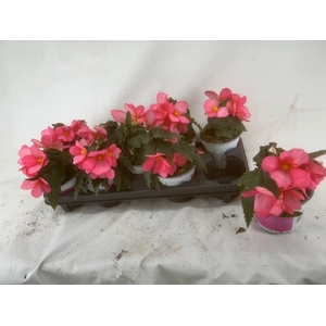 Begonia Florencio Cerise
