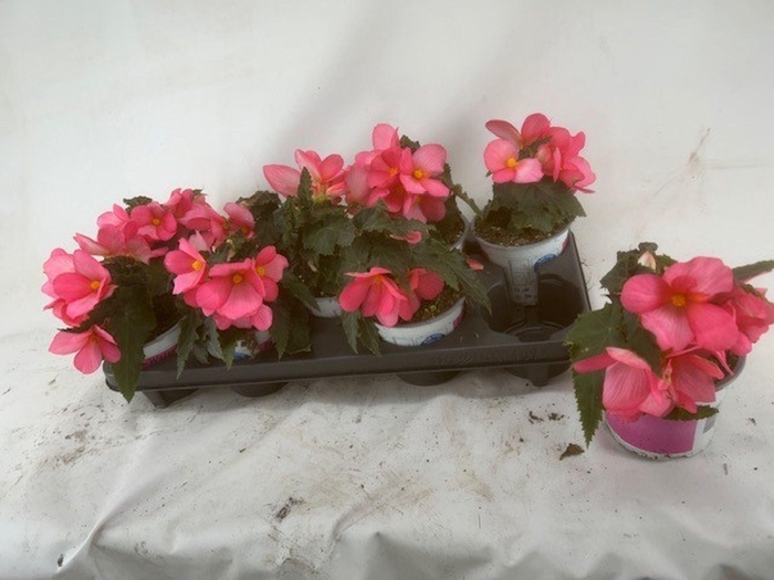 <h4>Begonia Florencio Cerise</h4>