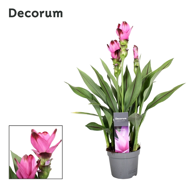 3 bloem + Curcuma Siam Splash 13 cm Decorum