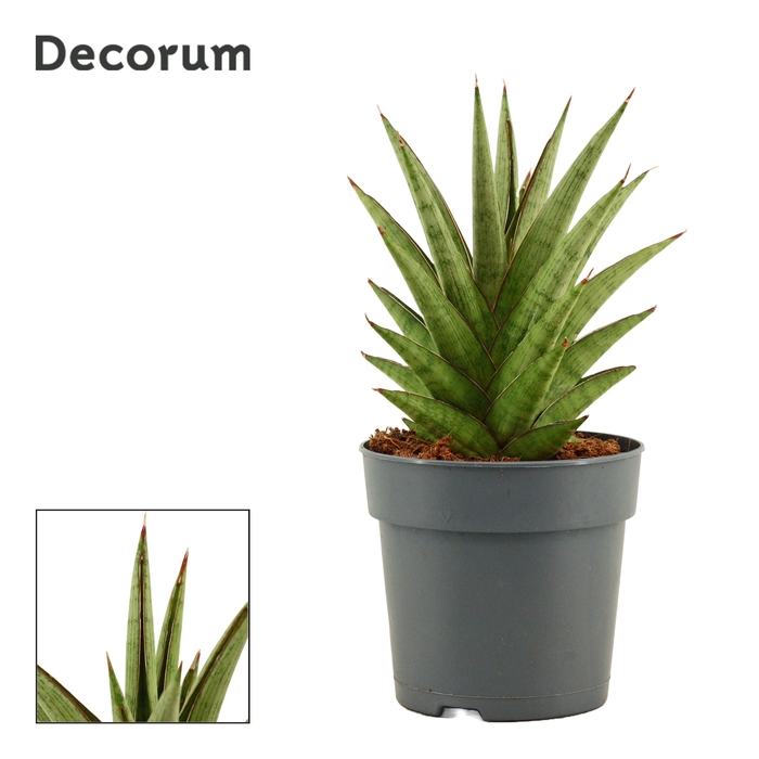 <h4>Sansevieria Jewel crown 12 cm (Decorum)</h4>