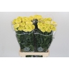 Tagetes Marigold Nosento Limegreen