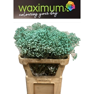 GYPS TURQUOISE SPRAY