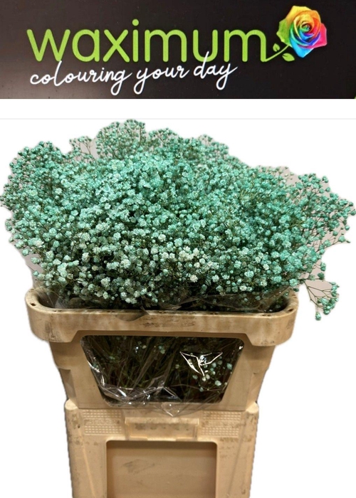 <h4>GYPS TURQUOISE SPRAY</h4>