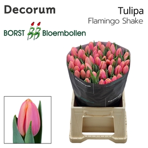 TULIPA EN 'FLAMINGO SHAKE'