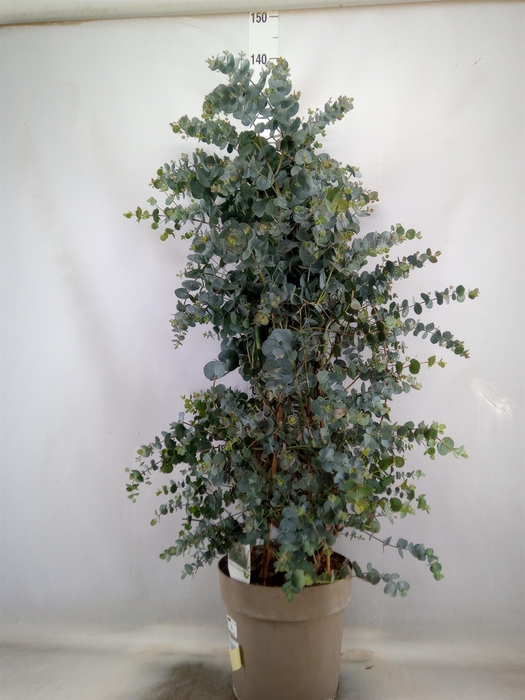 <h4>Eucalyptus gunnii</h4>