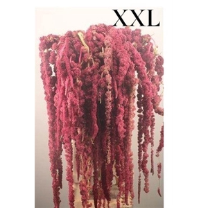 Amar Ca Rosary Xxxxl