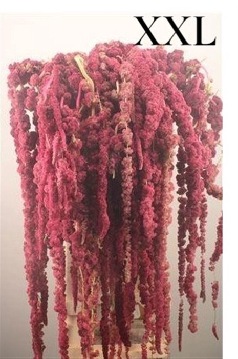 <h4>Amar Ca Rosary Xxxxl</h4>