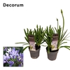 Agapanthus Charlotte blauw. pot 12 cm 4+ knoppen Decorum