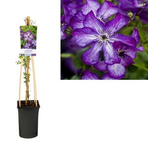 Clematis vit. Super Nova PBR +light label