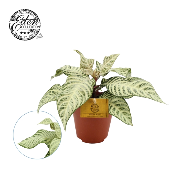 <h4>Aphelandra White Wash 12cm</h4>