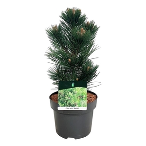 Pinus held. 'Malinki'