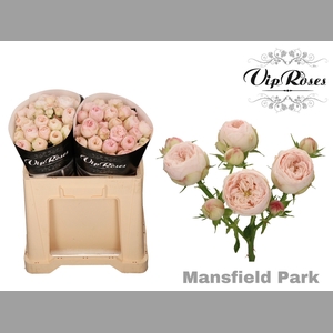 R TR MANSFIELD PARK 577