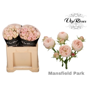 R Tr Mansfield Park