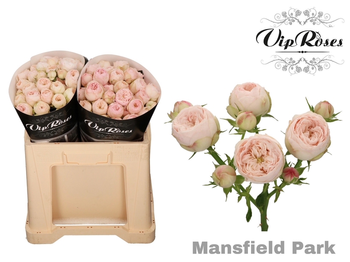 <h4>R TR MANSFIELD PARK 577</h4>