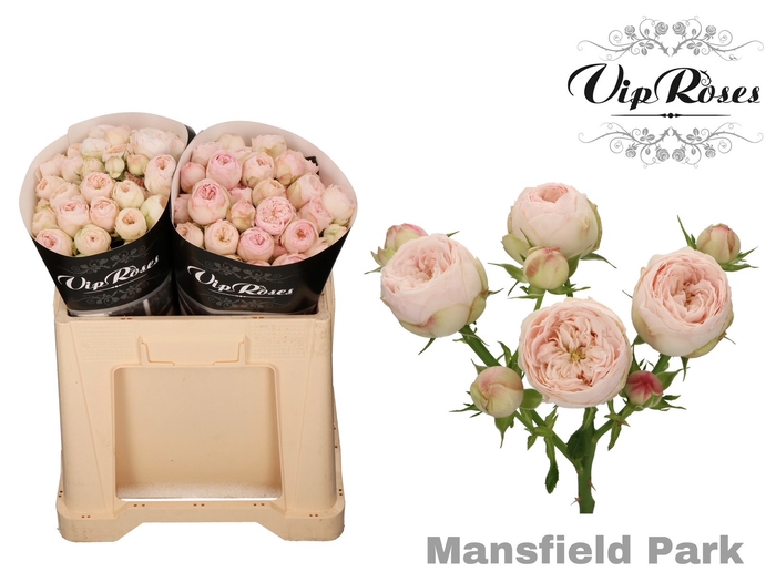 <h4>R Tr Mansfield Park 577</h4>