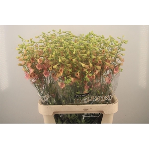 Delph En Premium Pink Sensation