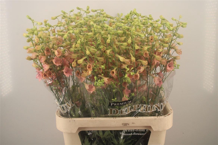 Delph En Premium Pink Sensation