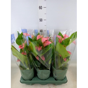 Anthurium andr. 'Joli'