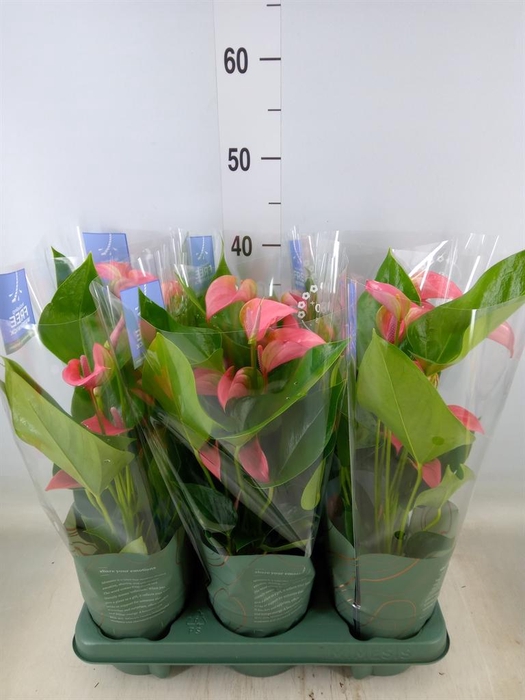<h4>Anthurium andr. 'Joli'</h4>