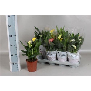 Zantedeschia Gemengd Calla Mix In C 2-3+