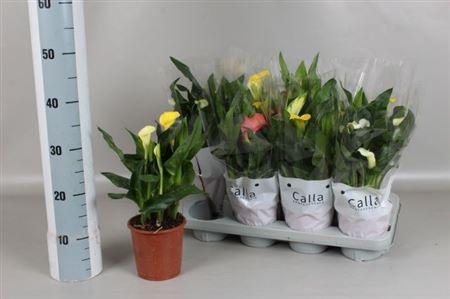 <h4>Zantedeschia Gemengd Calla Mix In C 2-3+</h4>