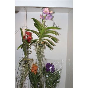 Van Hybriden Medium Mix