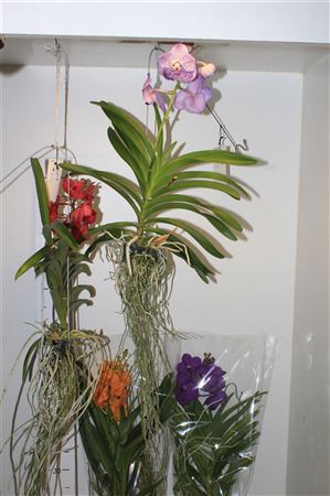 Van Hybriden Medium Mix