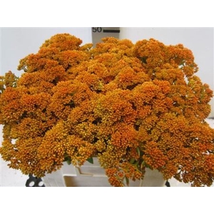 Sedum Oranje