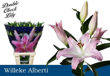 <h4>Li Or Willeke Albert</h4>